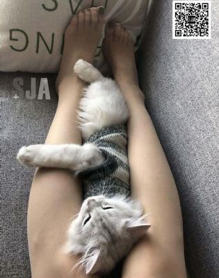 九七免费视频